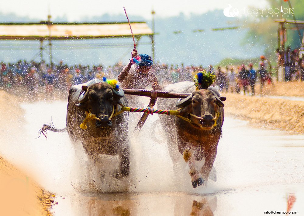 Kambala (kambla) timetable 2014-15